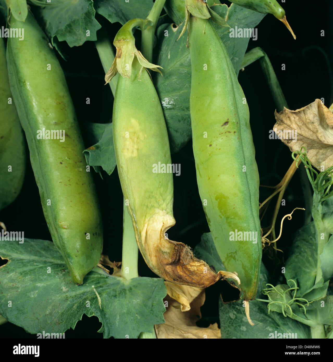 Botrytis cinerea hi-res stock photography and images - Alamy