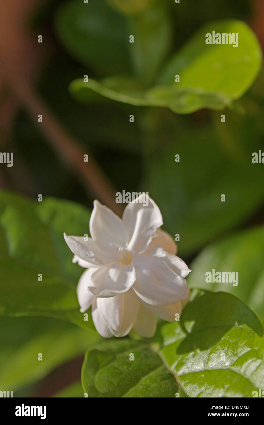 Flower of Arabian Jasmine, Maid of Orleans, Jasminum sambac var., India Stock Photo
