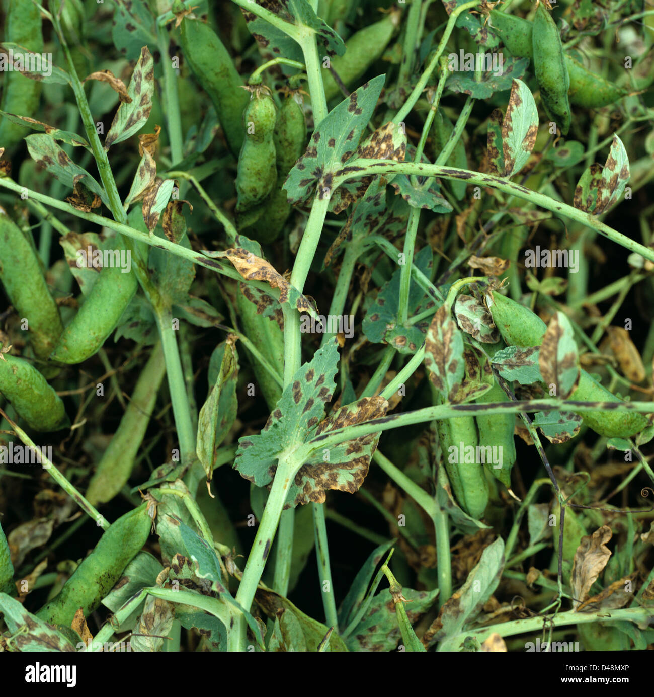 Leaf spot, Mychosphaerella pinodes, lesions on pea crop leaves and pods Stock Photo