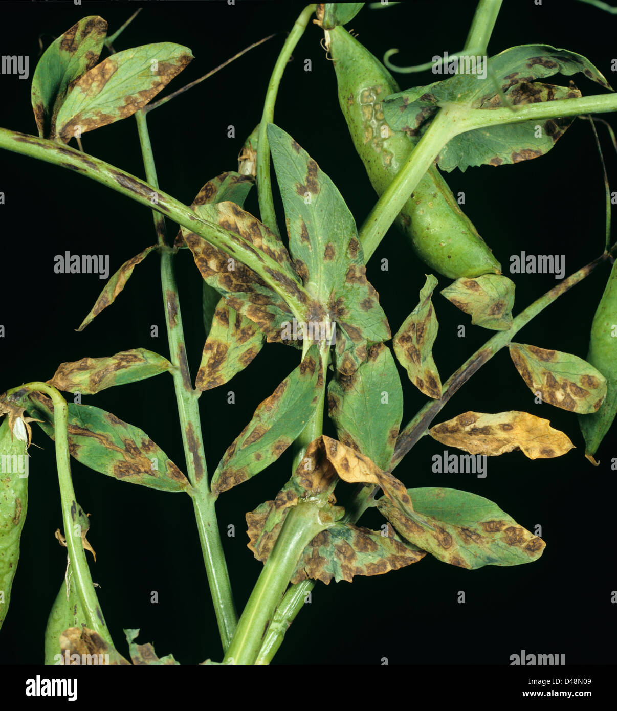 Leaf spot, Mychosphaerella pinodes, lesions on pea leaflets Stock Photo