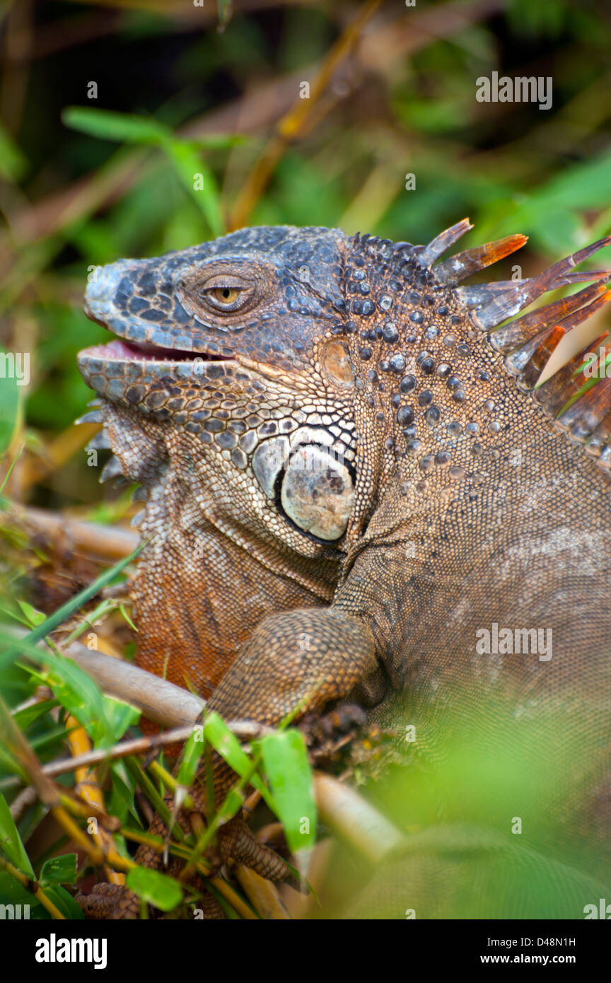 Iguana, a genus of herbivorous lizards, derived from the Spanish form of the original Taino name for the species, iwana. Stock Photo
