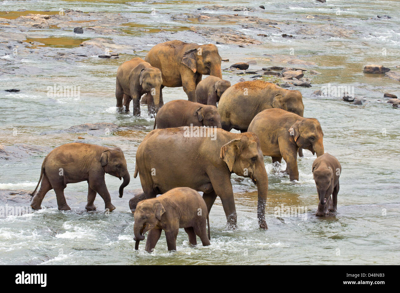 INDIAN ELEPHANT (Elephas maximus indicus) HERD  IN A RIVER Stock Photo