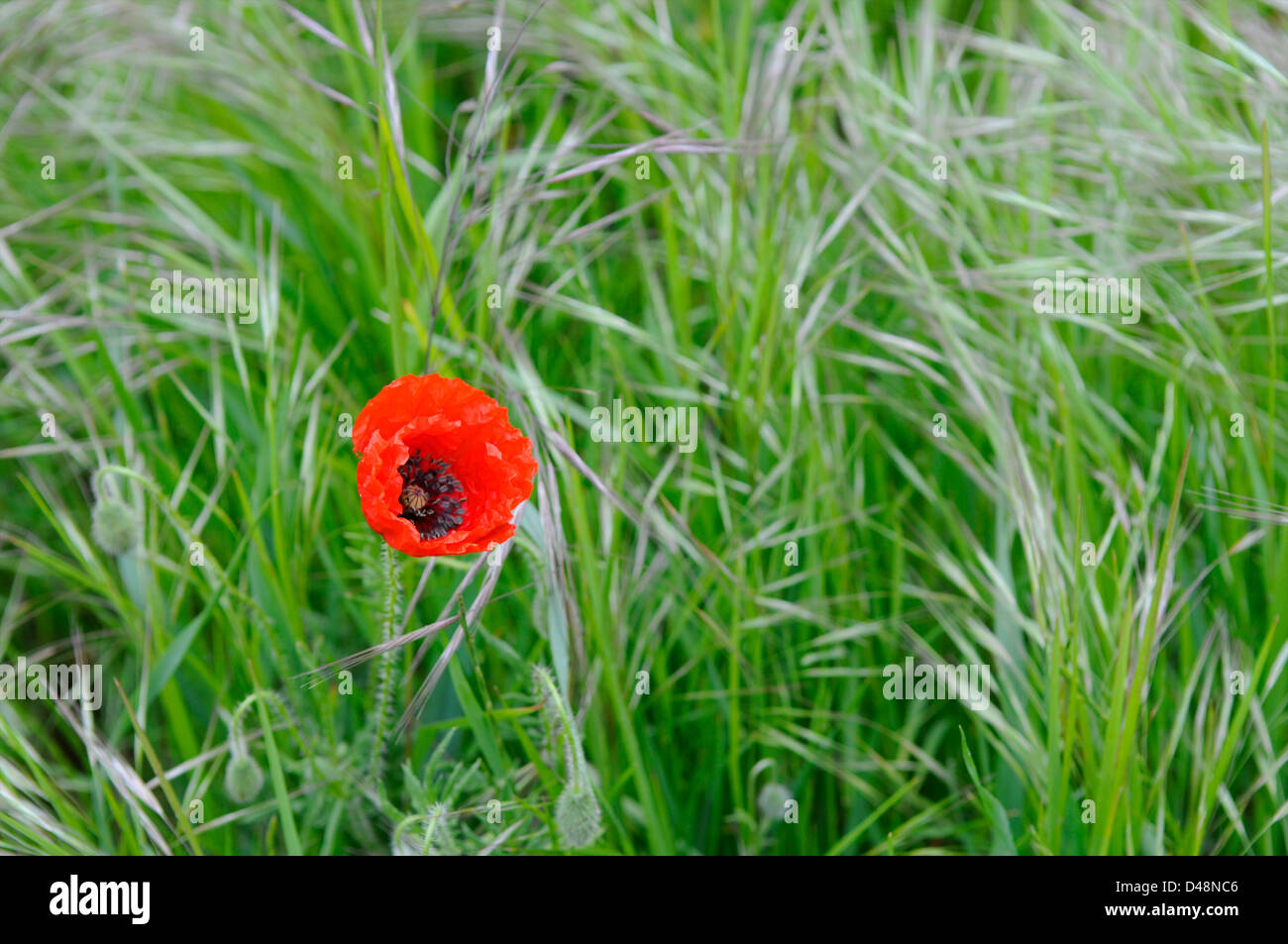 Red Poppy in a field of unripe, green wheat. Cordes sur Ciel, Tarn, France Stock Photo
