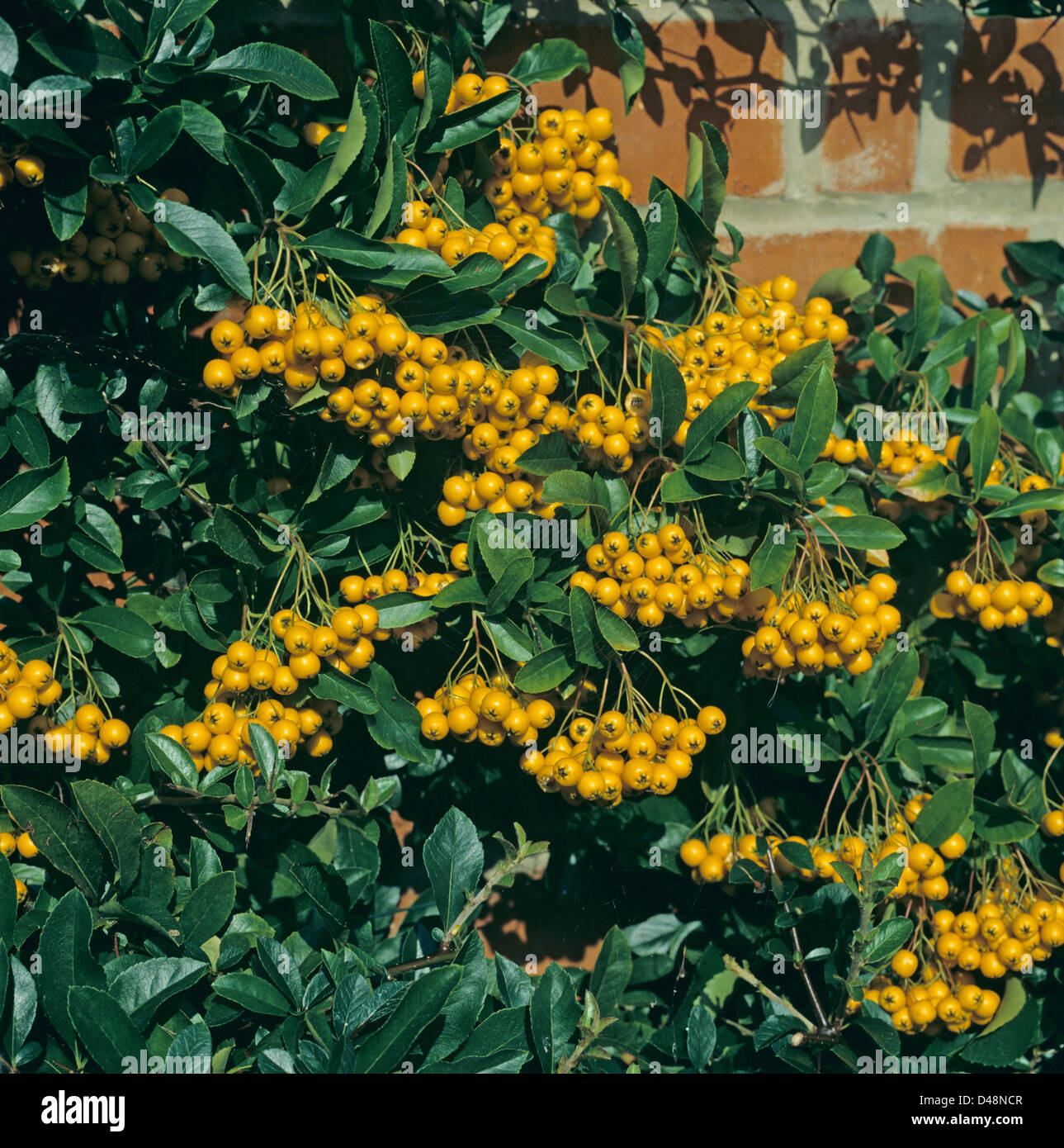 Yellow/orange berries of firethorn, Pyracantha, in autumn Stock Photo