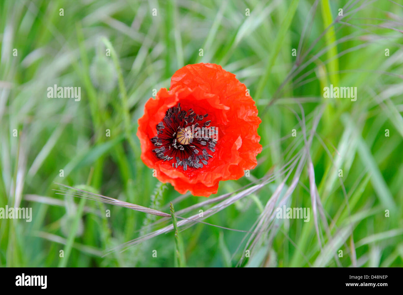 Red Poppy in a field of unripe, green wheat. Cordes sur Ciel, Tarn, France Stock Photo