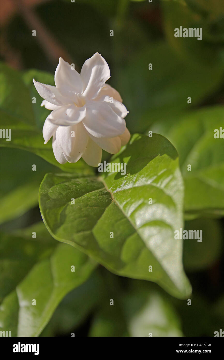 Flower of Arabian Jasmine, Maid of Orleans, Jasminum sambac var., India Stock Photo