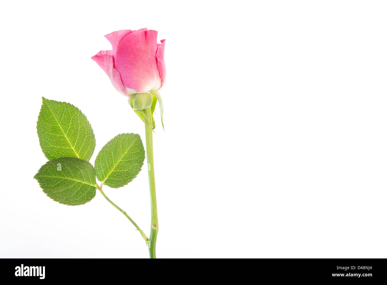Single pink rose Stock Photo - Alamy
