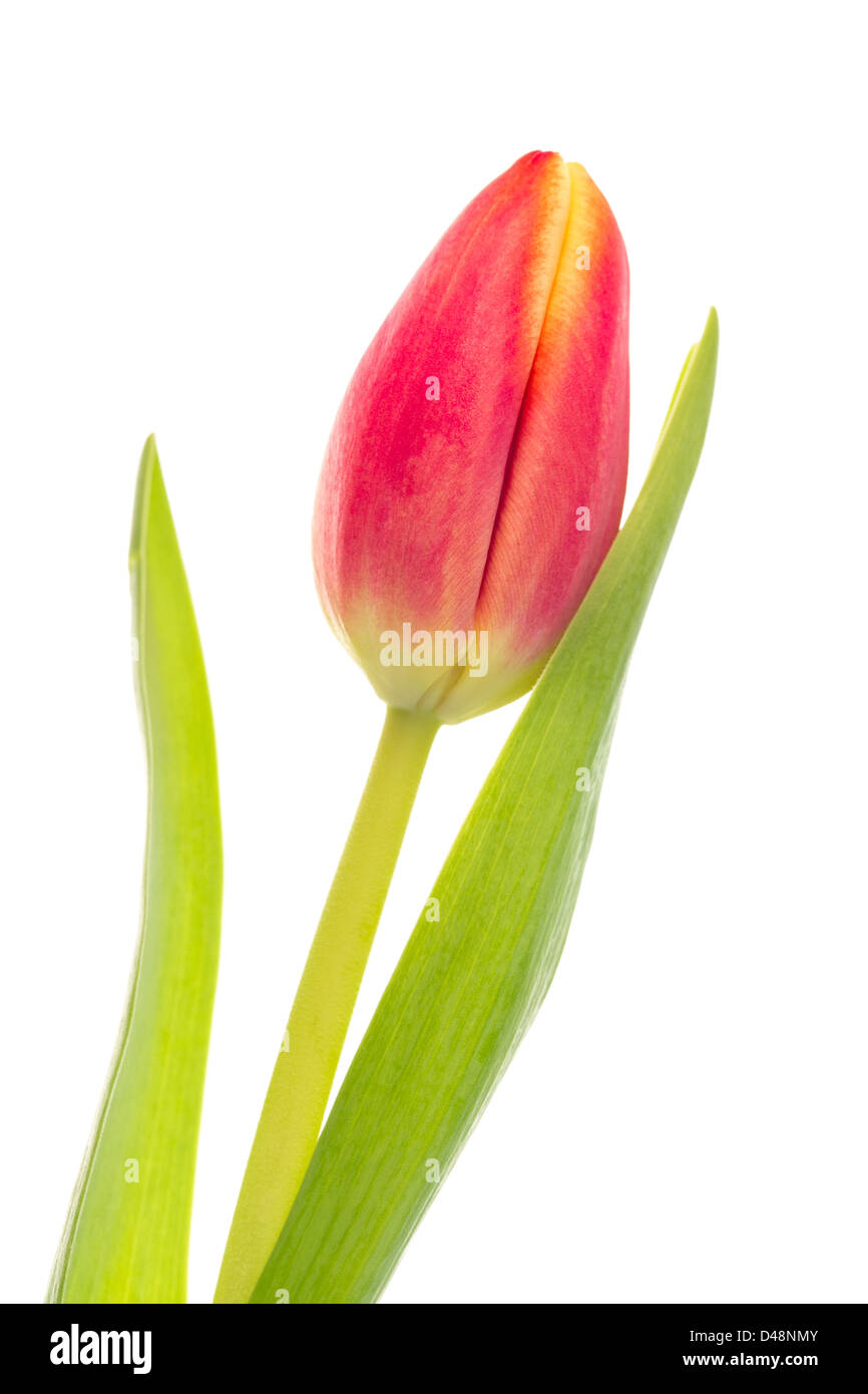 Single pink and yellow tulip Stock Photo