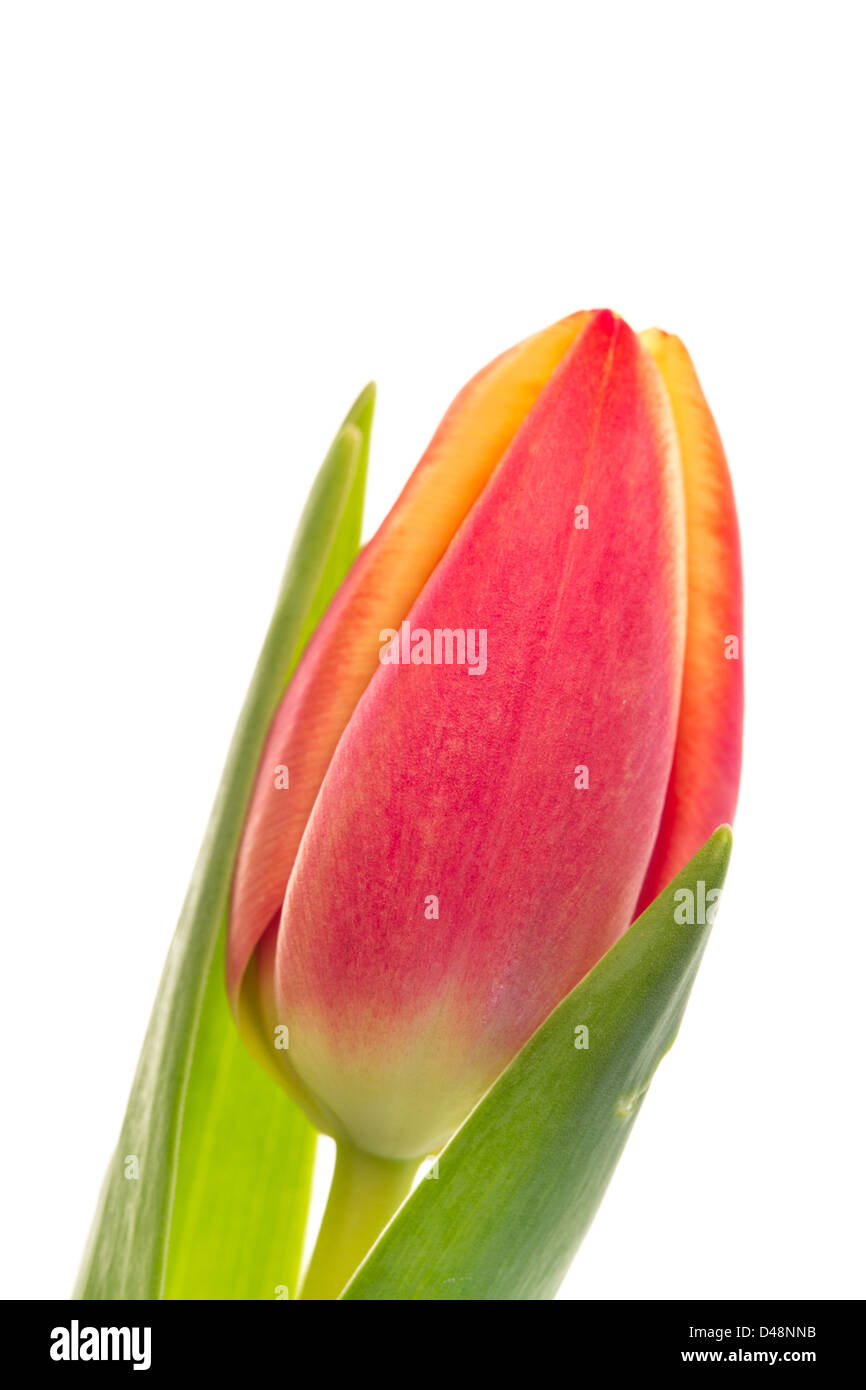 Single pink and yellow tulip close up Stock Photo