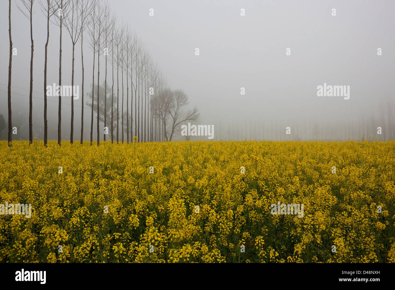 A rural landscape with bright yellow mustard field with poplar trees on a misty morning in the