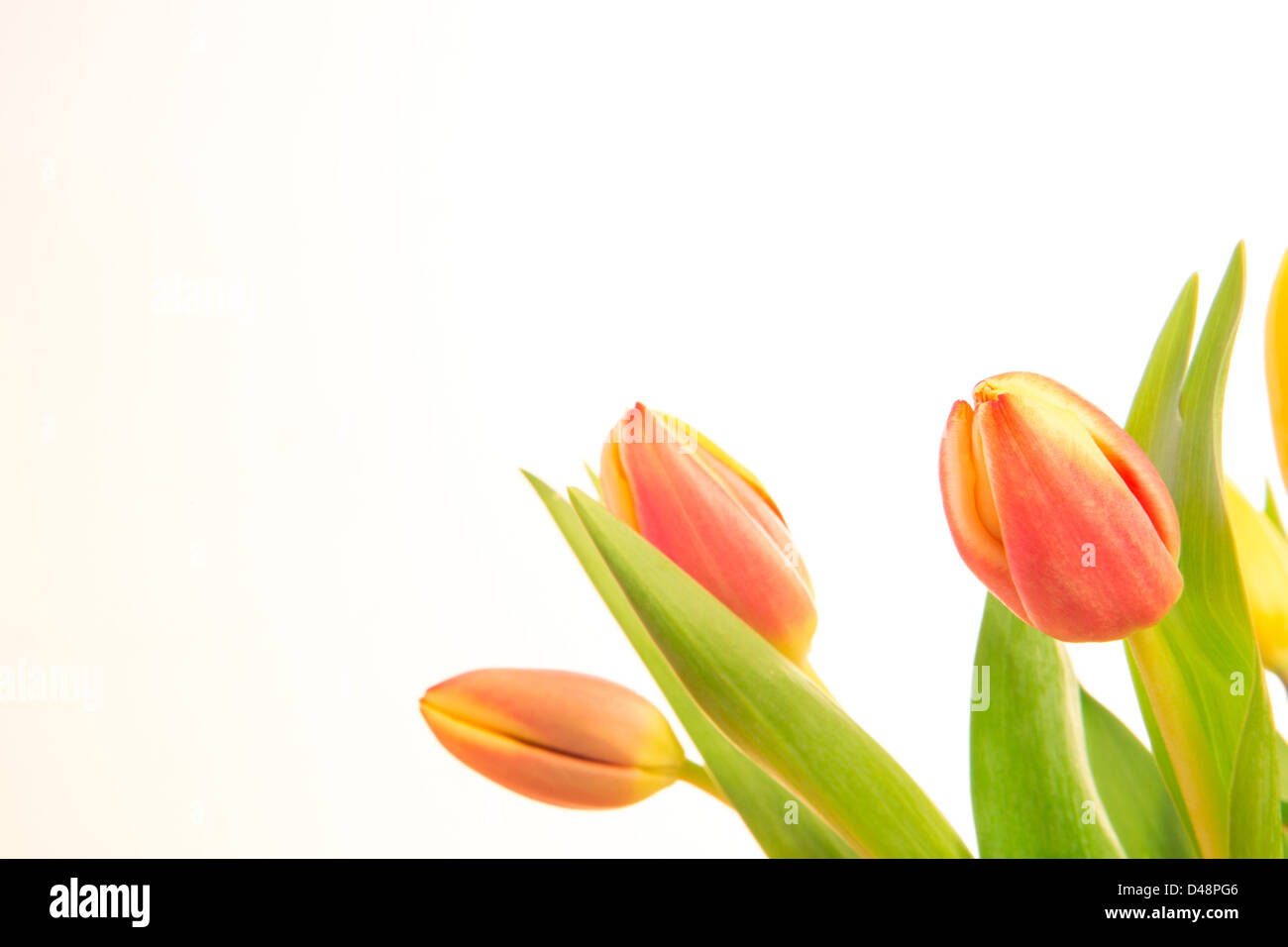 Pink and yellow tinged tulips with copy space Stock Photo