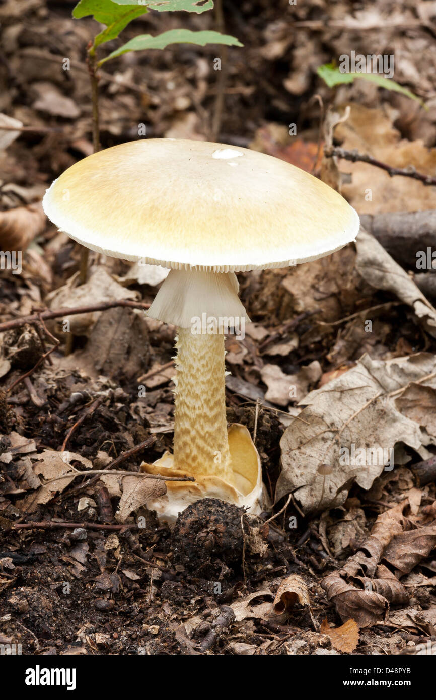 The death cap mushroom is very dangerous Stock Photo