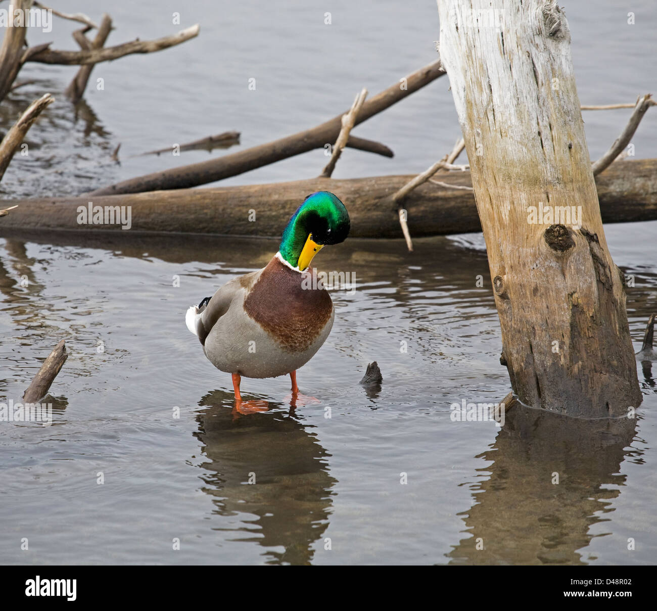 A male mallard duck, or drake, preening, in the Pacific Flyway. Stock Photo