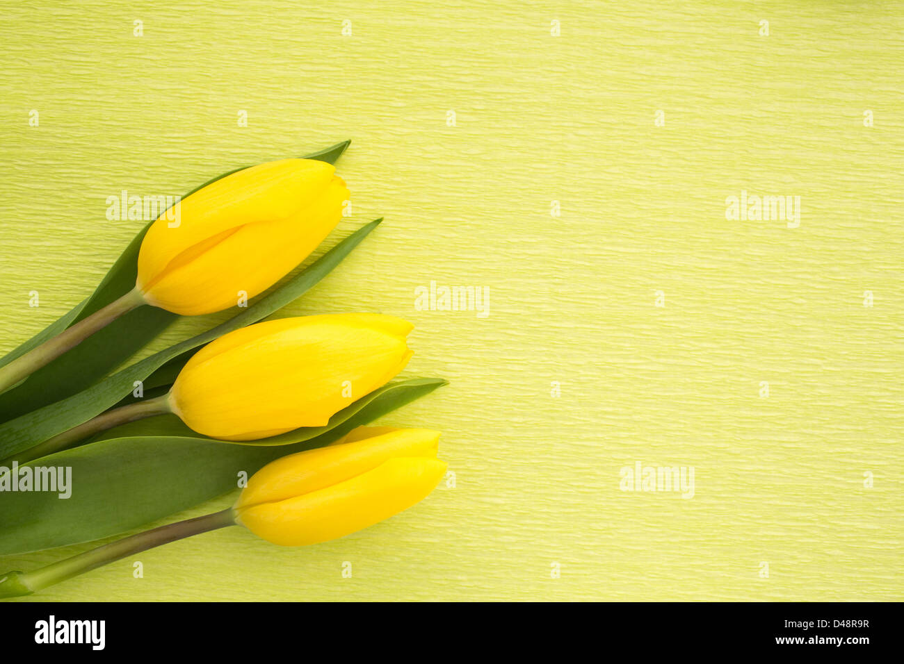 Three yellow tulips resting on green painted background Stock Photo - Alamy