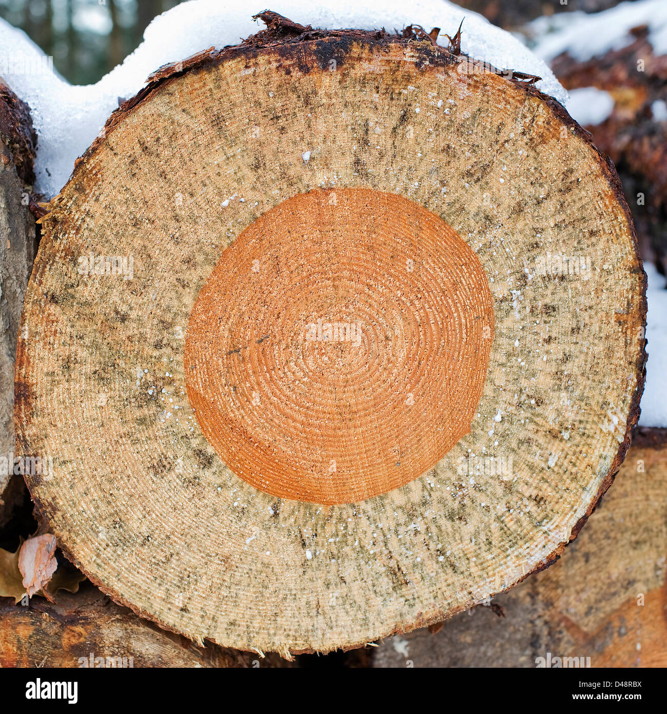 Tree rings on logs hi-res stock photography and images - Alamy