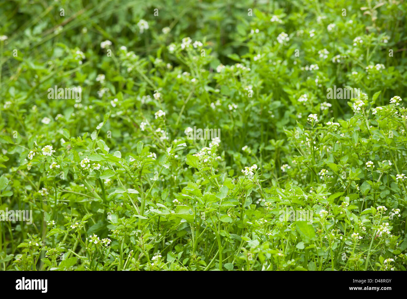 Narrow-fruited Water-cress, Rorippa microphylla Stock Photo