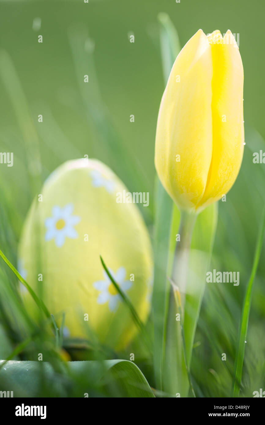 Yellow tulip growing with easter egg Stock Photo - Alamy