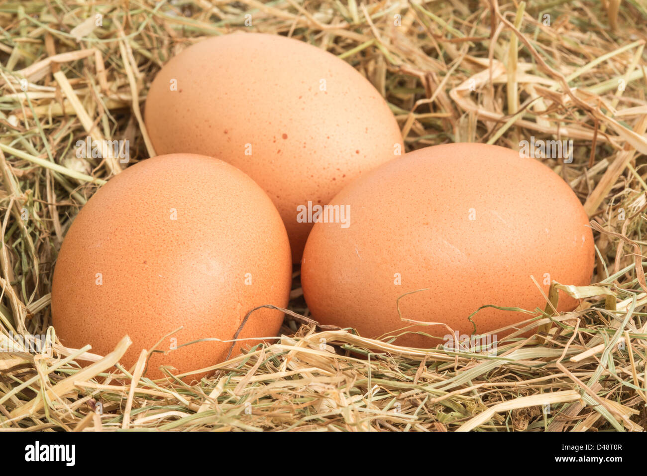 Three eggs nestled in straw Stock Photo