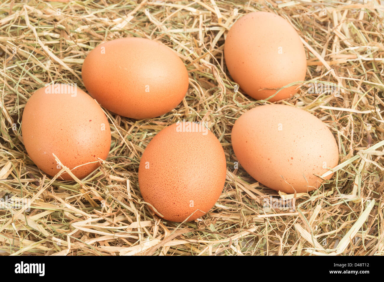 Five eggs nestled in straw Stock Photo