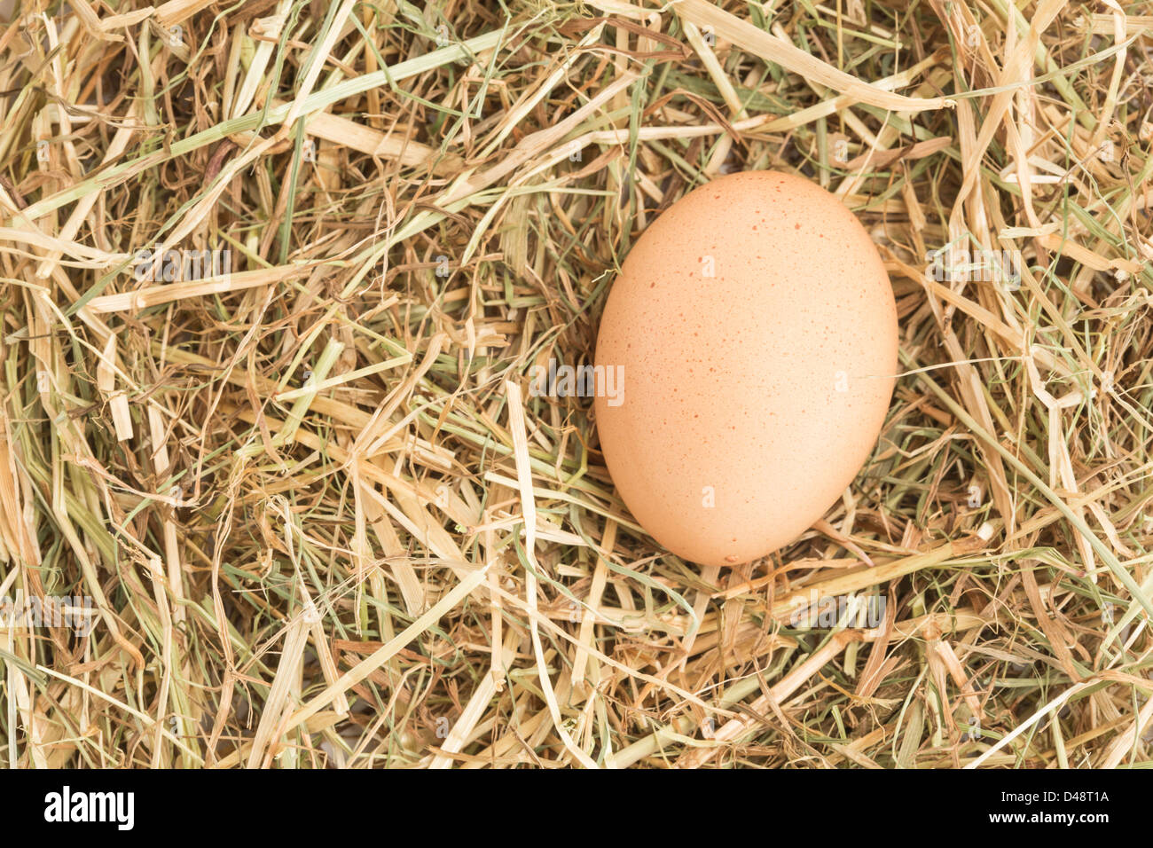 Egg nestled in straw Stock Photo
