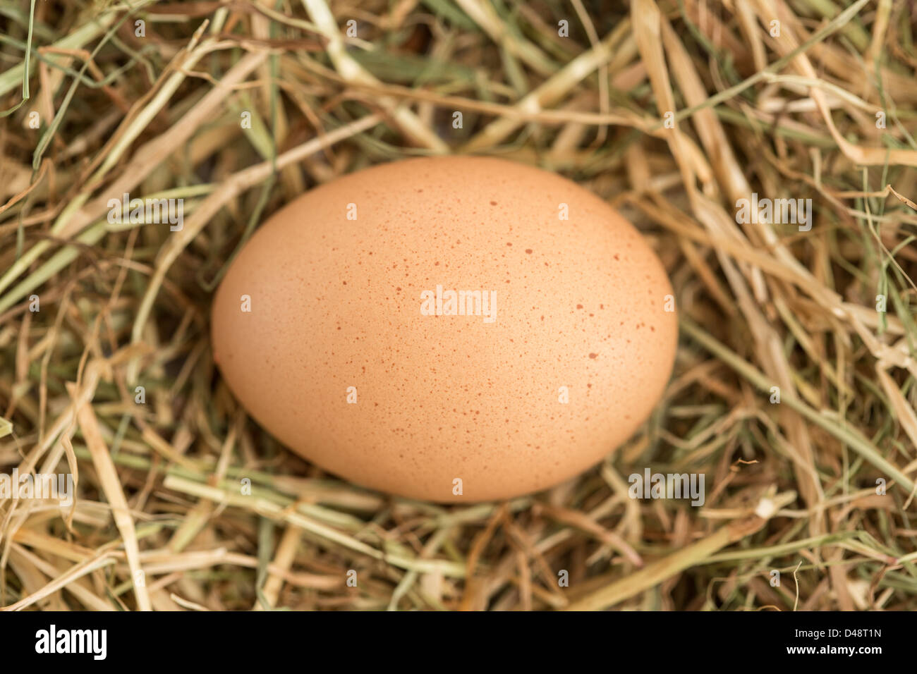 Egg nestled in the straw Stock Photo