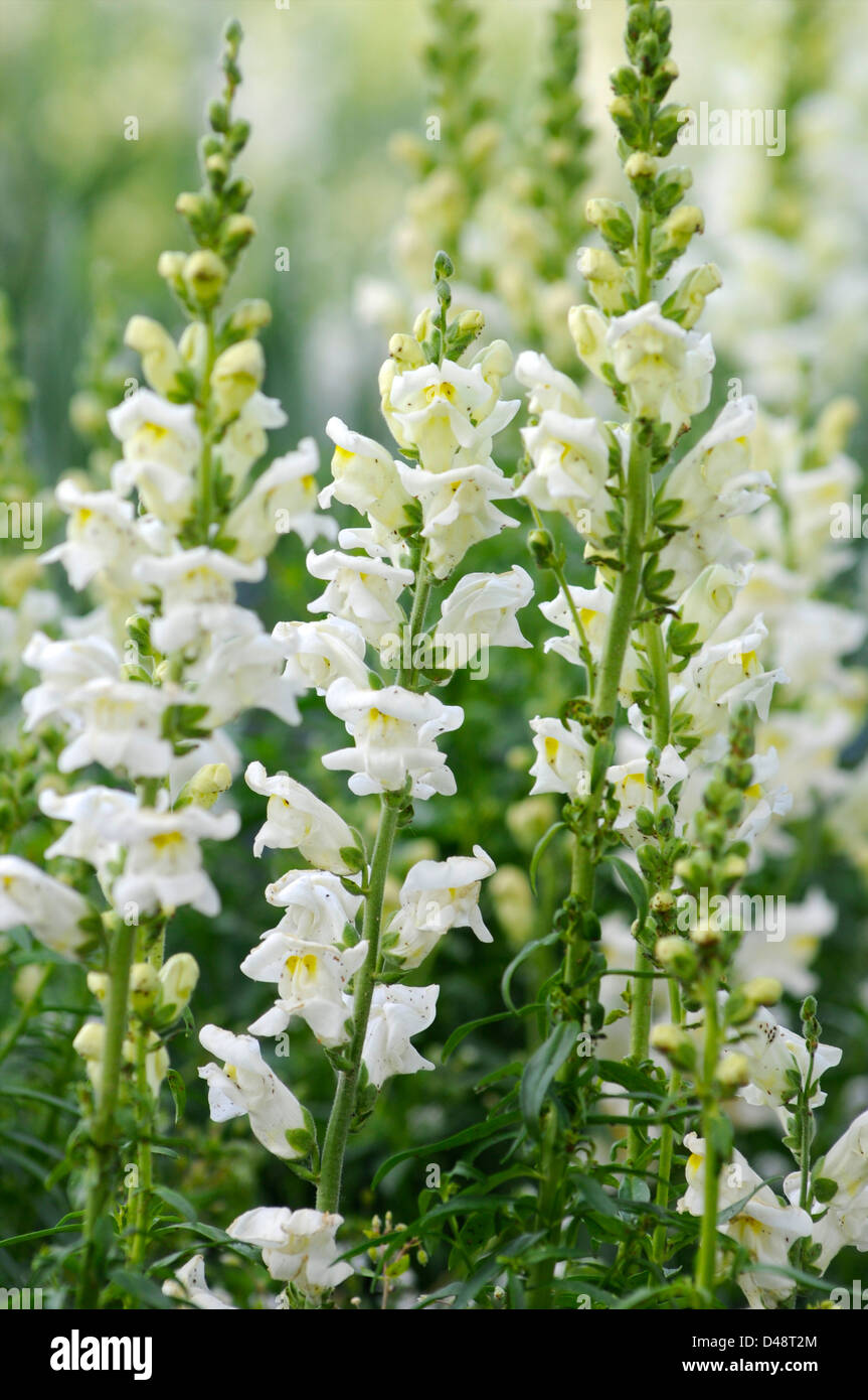 White flowers in a public garden. Albi, Tarn, France Stock Photo