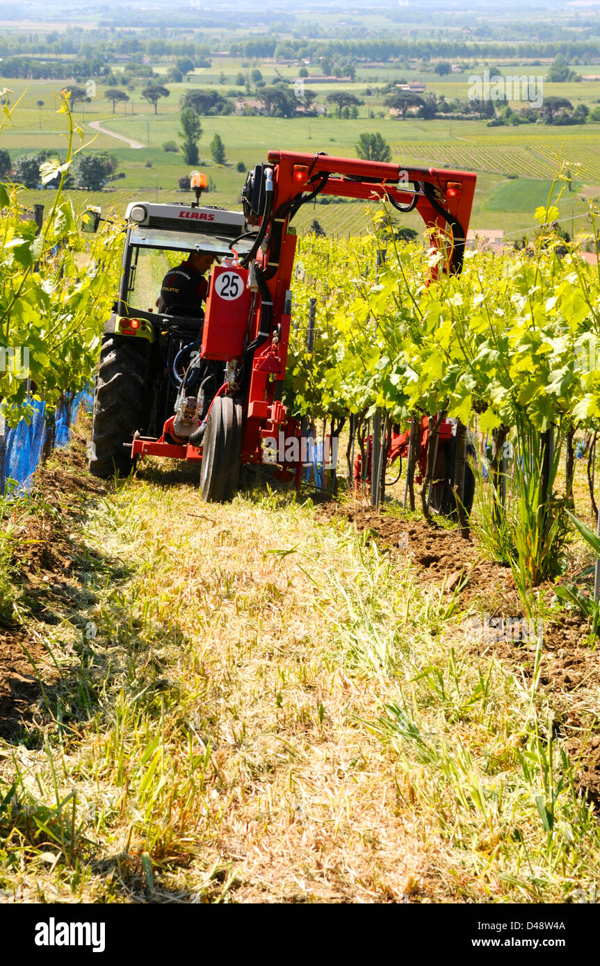 Farmer cultivating his vines for wine-making. Saurs, Tarn, France Stock Photo