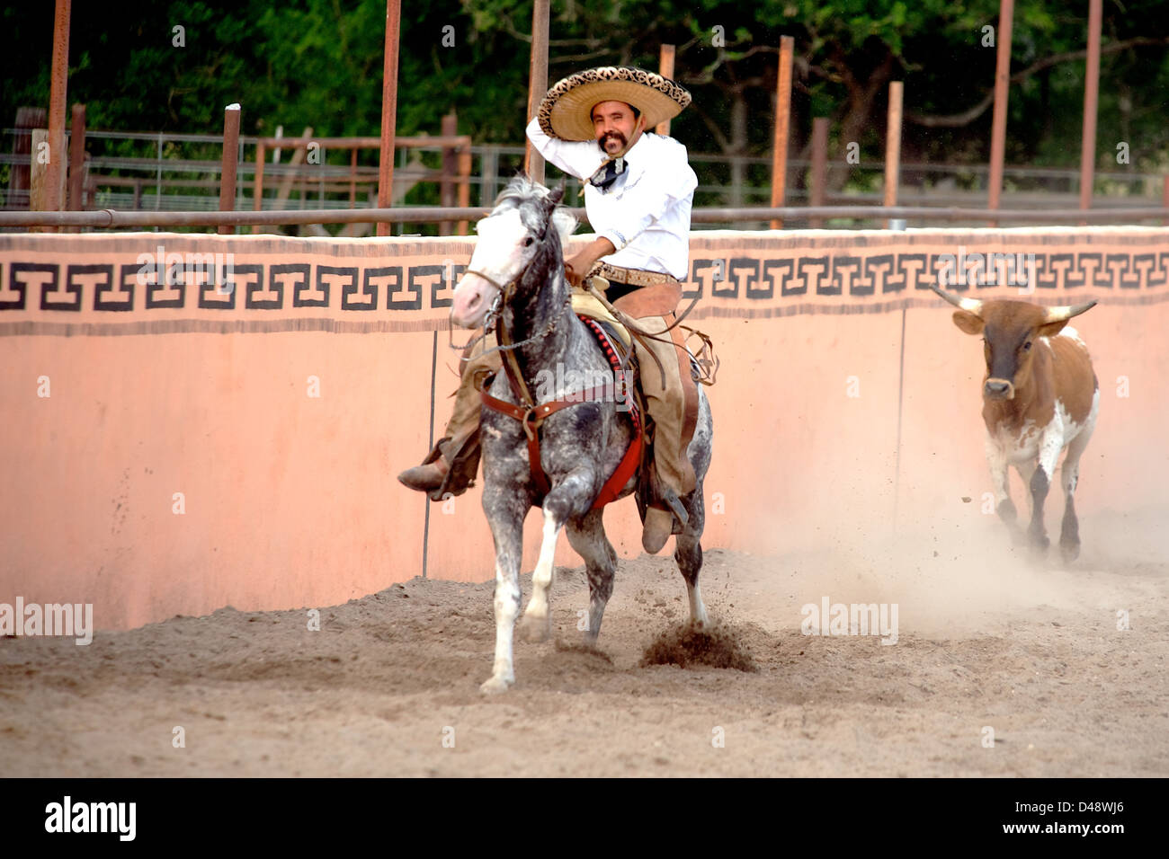 Mexican charros horseman being chased by a bull, TX, US Stock Photo