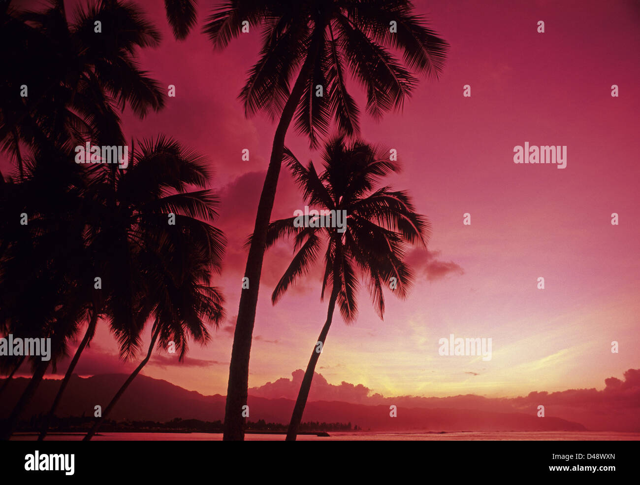 Palm Trees Silhouetted By Bright Pink Sunset Sky Stock Photo - Alamy