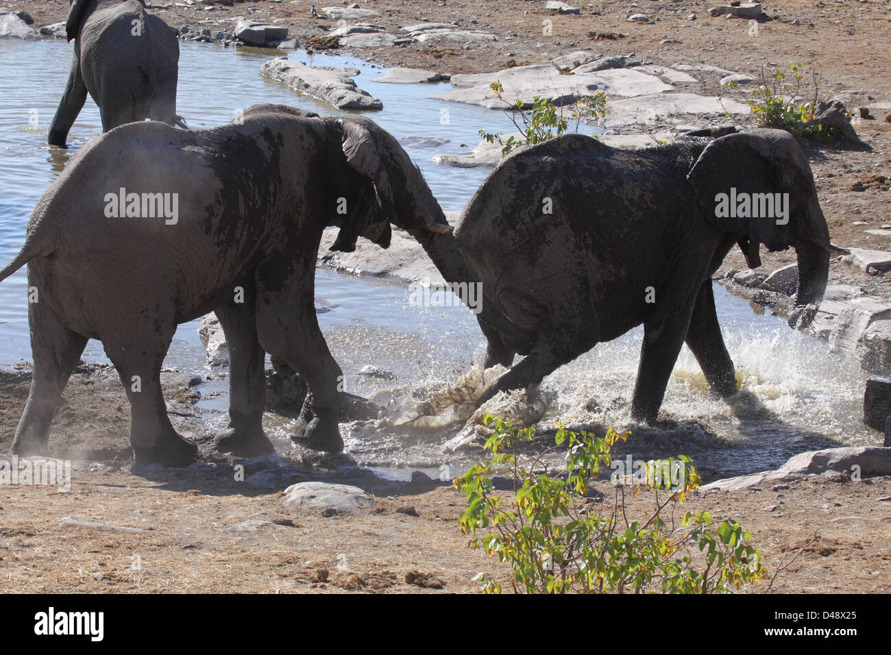 Elephant herd at waterhole, Etosha National Park, Namibia Stock Photo