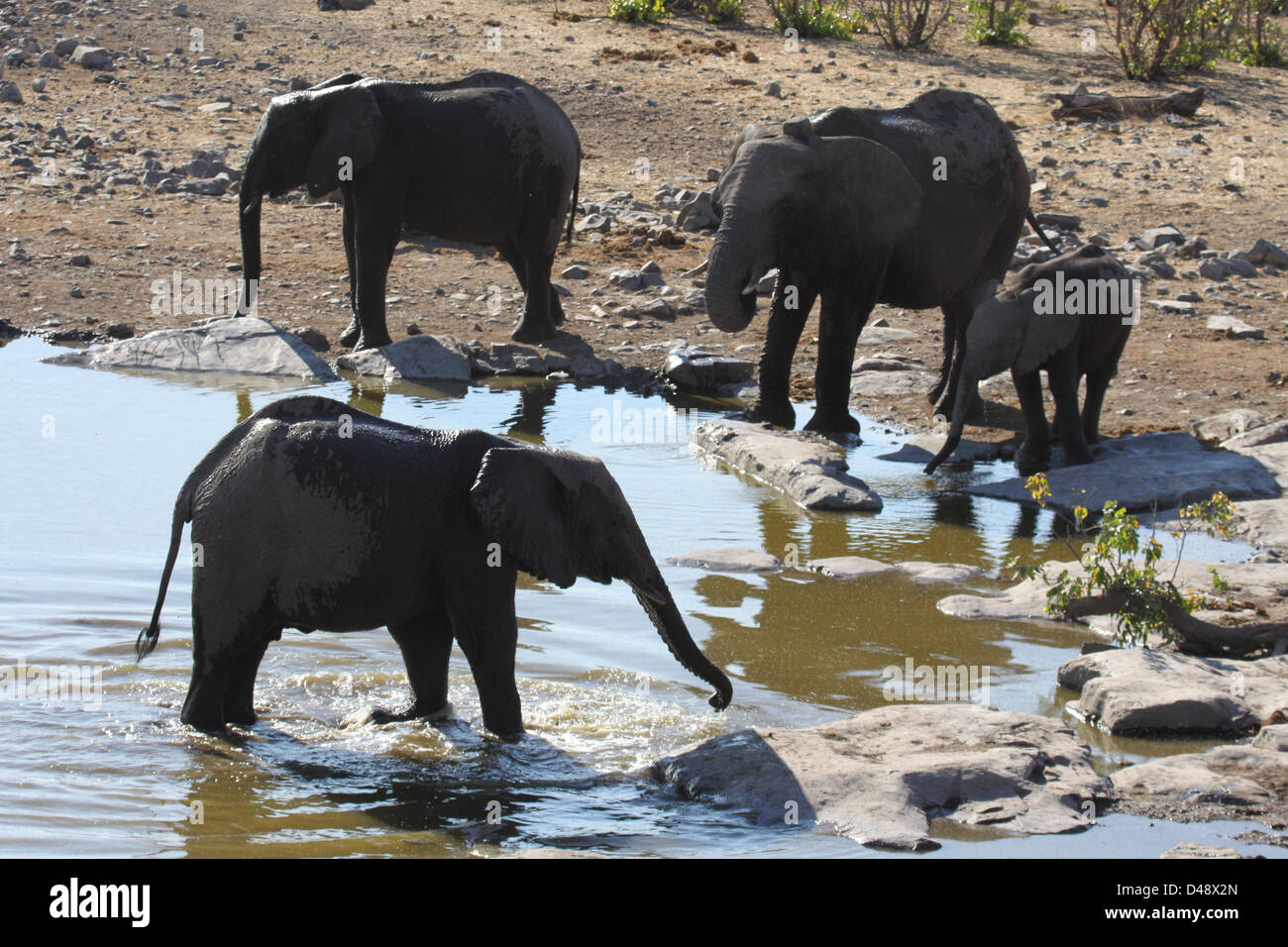 Elephant herd at waterhole, Etosha National Park, Namibia Stock Photo