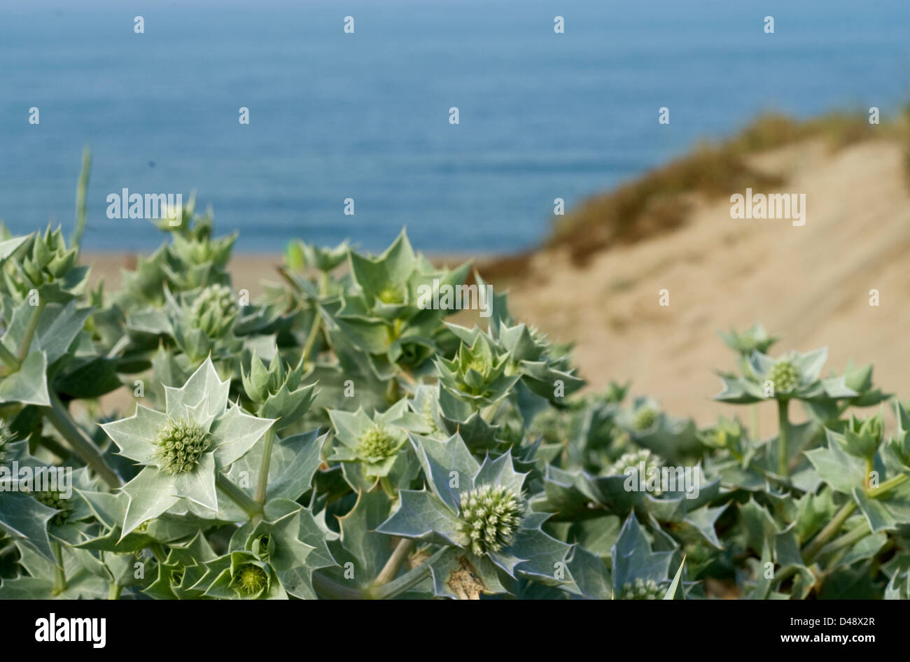 Sea holly Eryngium maritimum, Umbrelliferae, Castel Fusano, Rome, Lazio, Italy Stock Photo