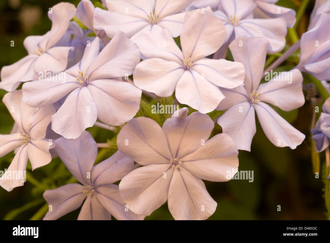 Sky flower Plumbago auriculata, Plumbaginaceae, Africa, Stock Photo