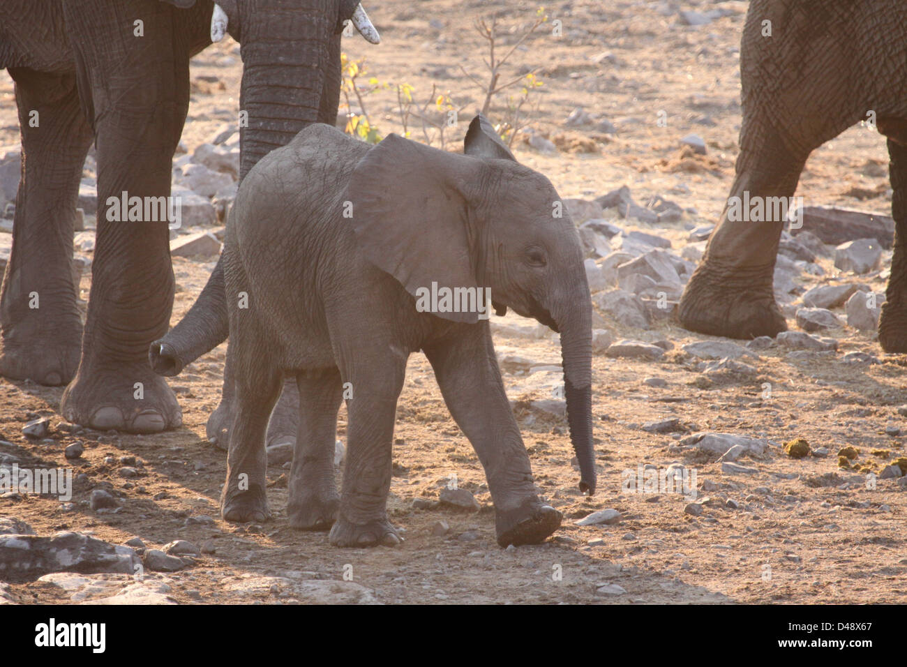 Baby elephant at waterhole, Etosha National Park, Namibia, Africa Stock Photo