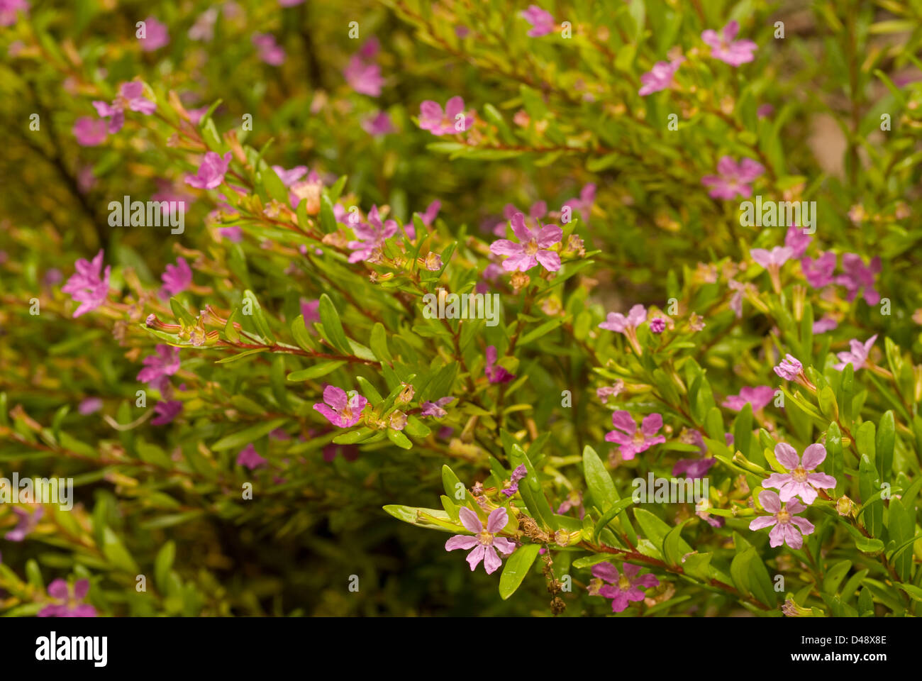 Mexican false heather Cuphea hyssopifolia, Lythraceae Stock Photo