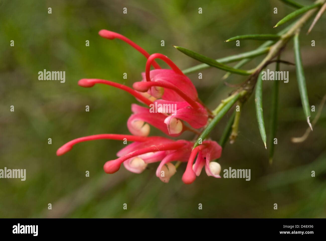 Rosemary Grevillea Grevillea rosmarinifolia, Proteaceae Stock Photo Alamy