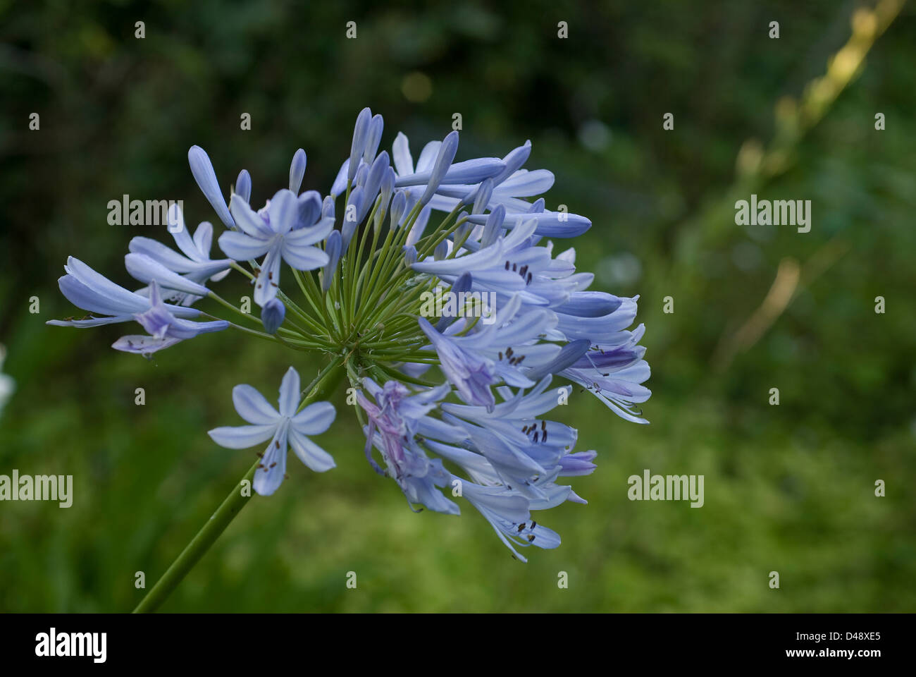 Lily of the Nile, African Lily Agapanthus africanus, Liliaceae, Africa Stock Photo
