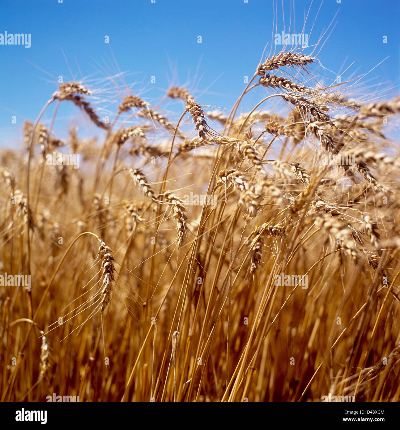 wheat in a full sun Argentine field Stock Photo