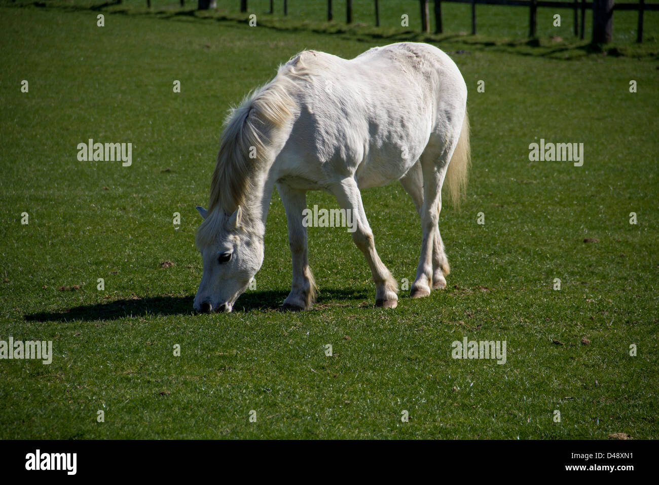 A lovely white horse enjoying some grass Stock Photo