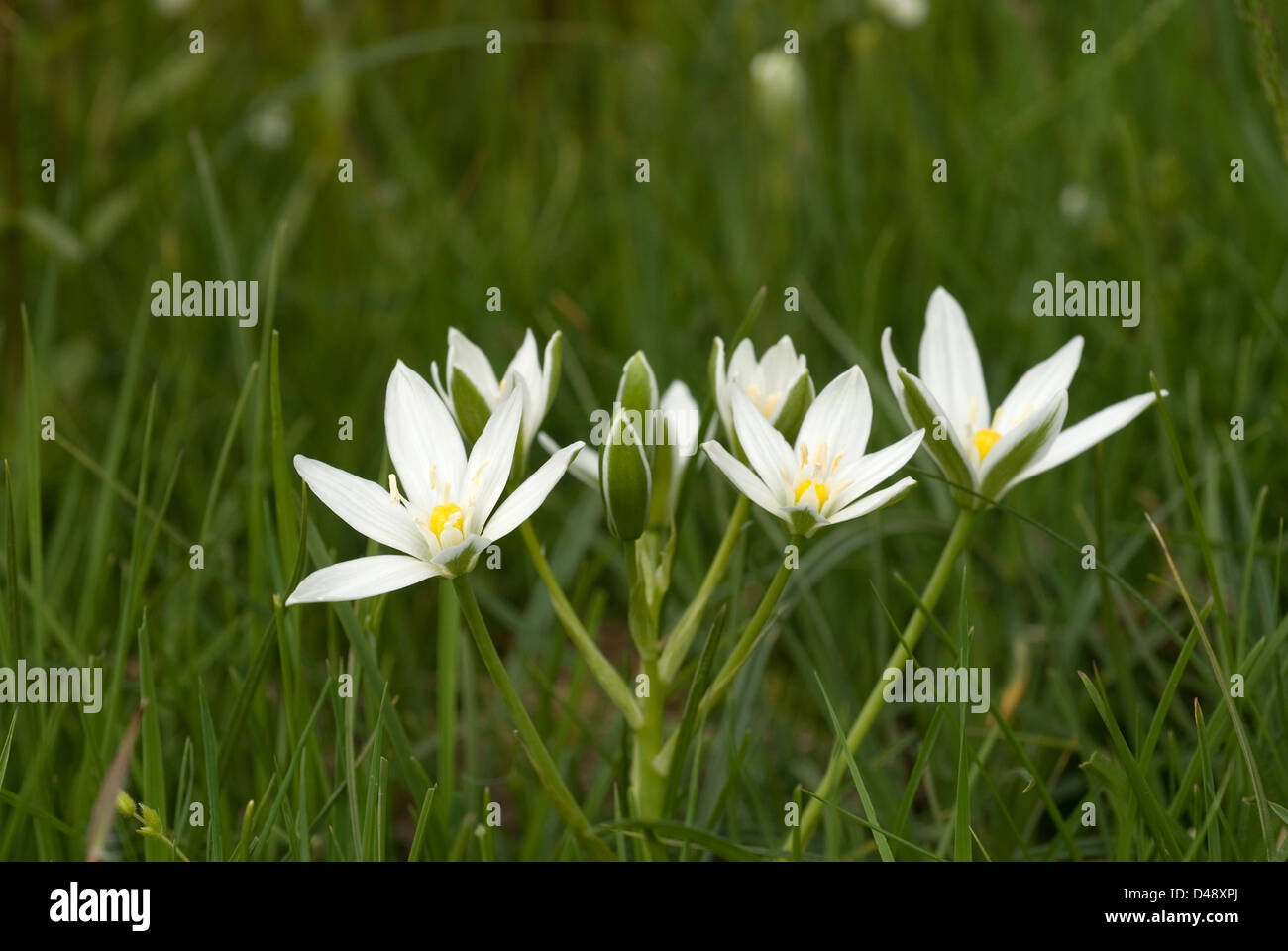 Italian garlic Allium pendulinum, aglio pendulo, Amaryllidaceae, Lazio, Italy Stock Photo Alamy
