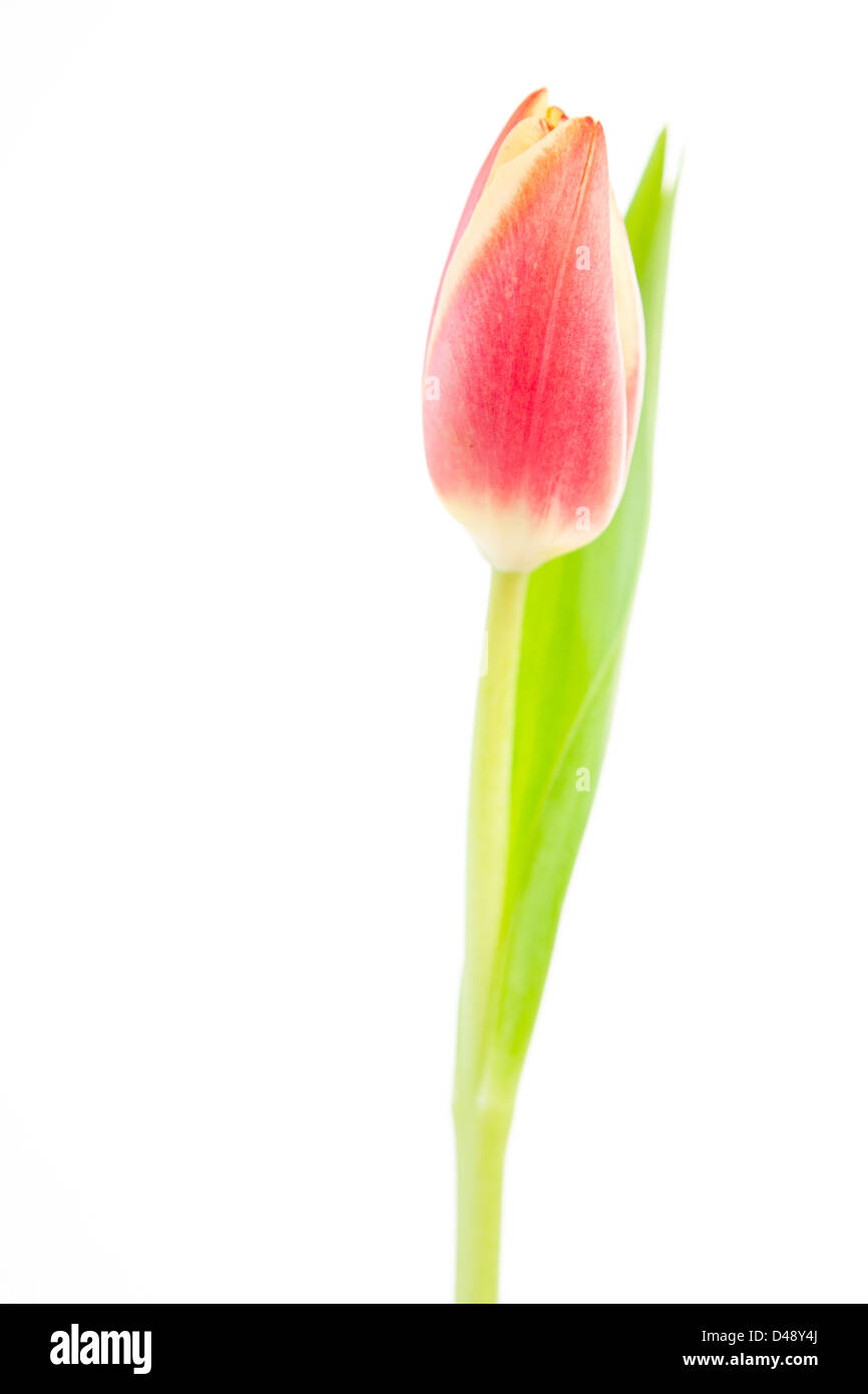 Tulip leaves in close hi-res stock photography and images - Alamy