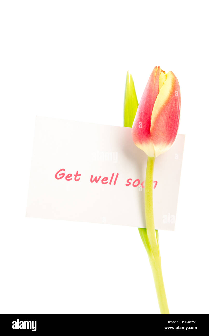 A tulip with a get well soon card Stock Photo