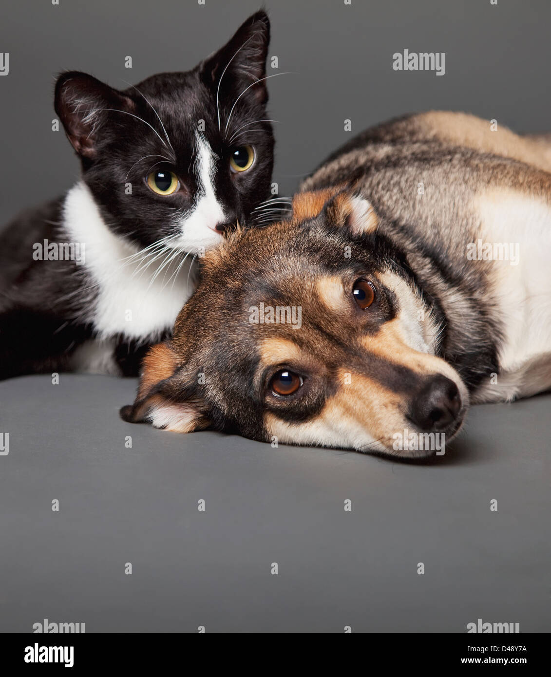 A Cat Laying With A Dog;Edmonton Alberta Canada Stock Photo