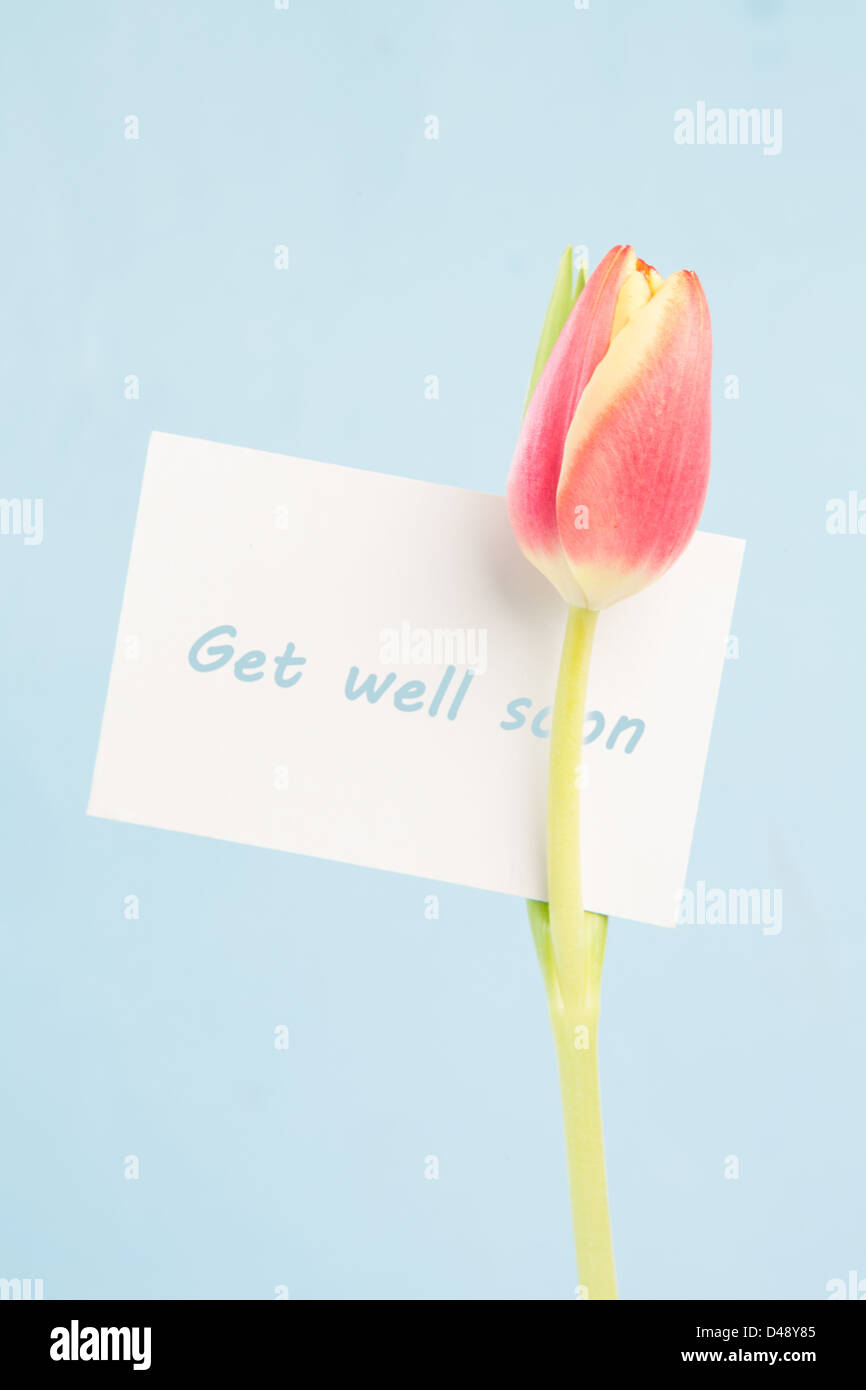 A beautiful tulip with a get well soon card Stock Photo