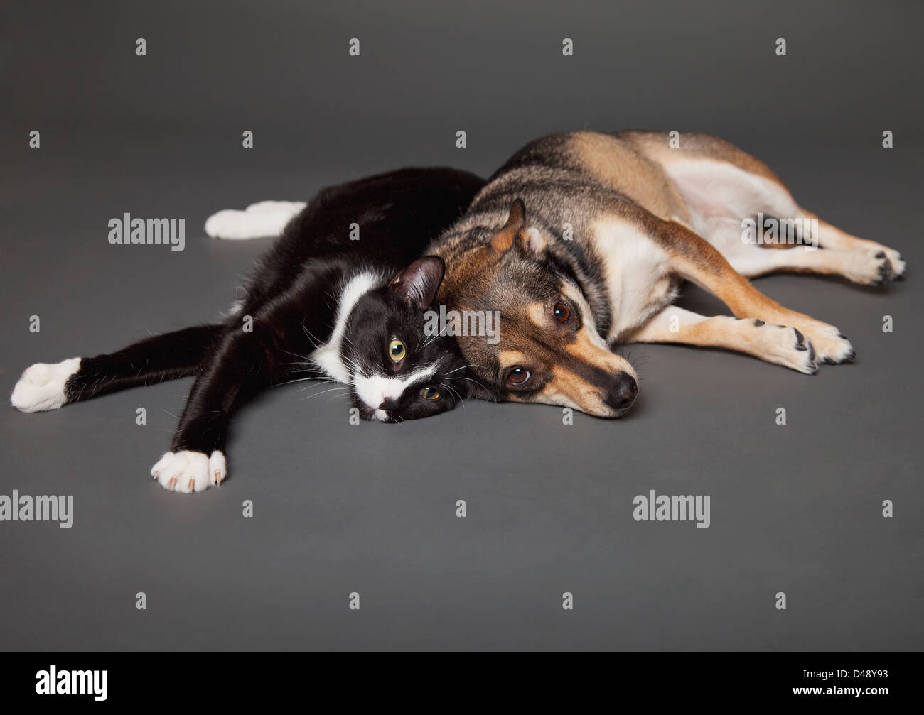 Portrait Of A Dog And Cat Laying Together On A Grey Background;Edmonton Alberta Canada Stock Photo