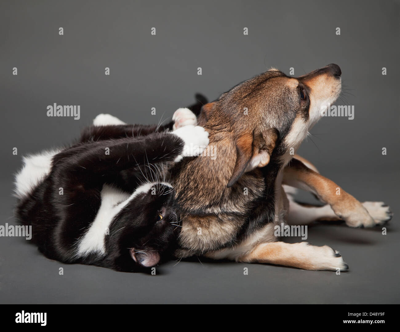 A Cat Scratches A Dog's Back Playfully As They Lay Together;Edmonton Alberta Canada Stock Photo