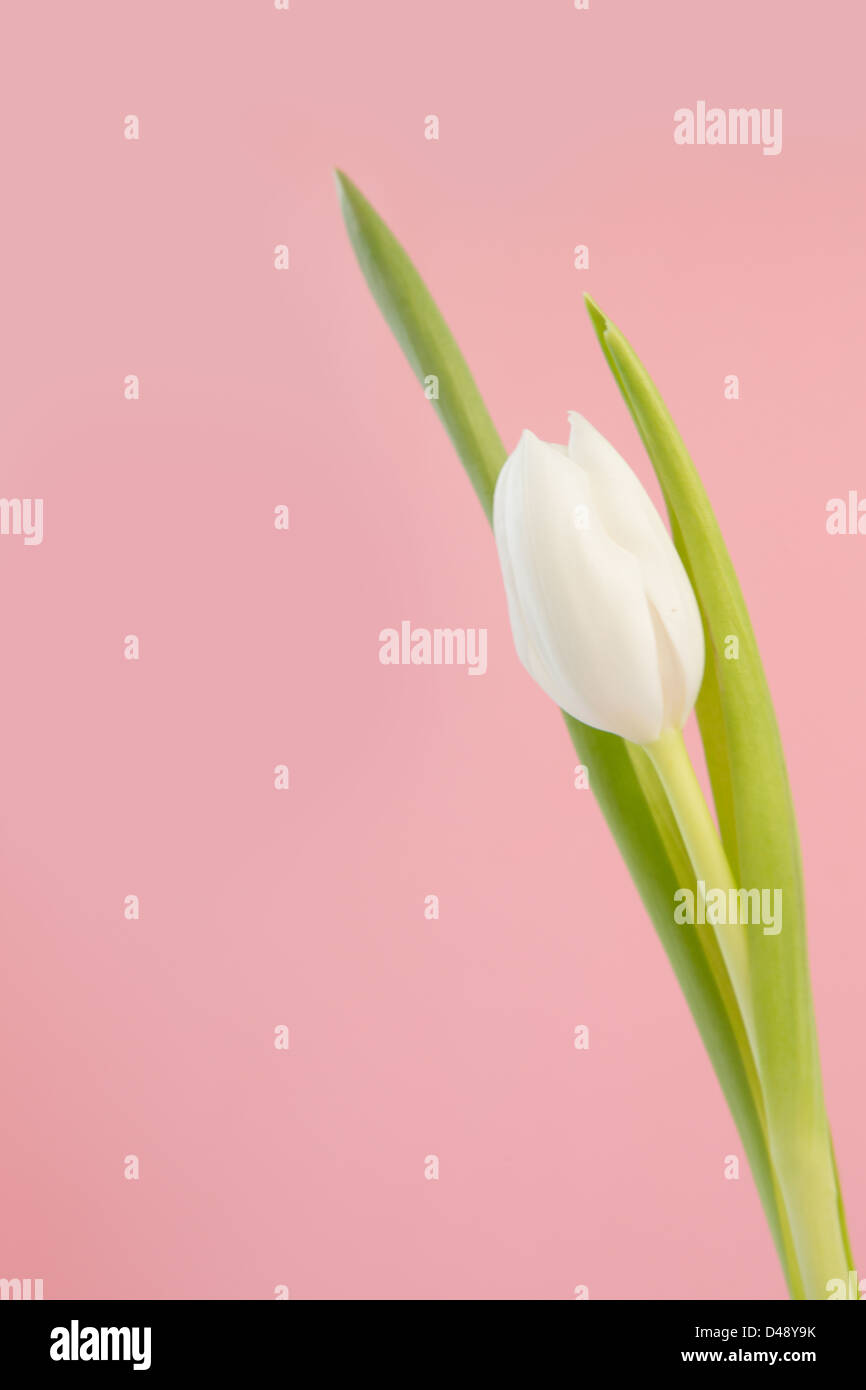White tulip close up Stock Photo - Alamy