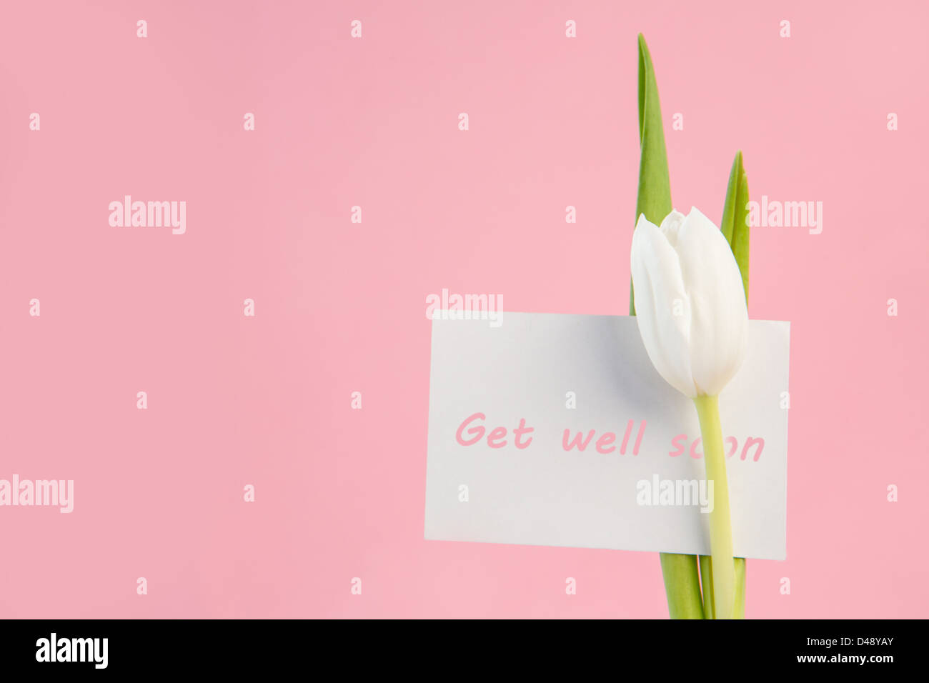 Close up of white tulip with a get well soon in pink card on a pink ...