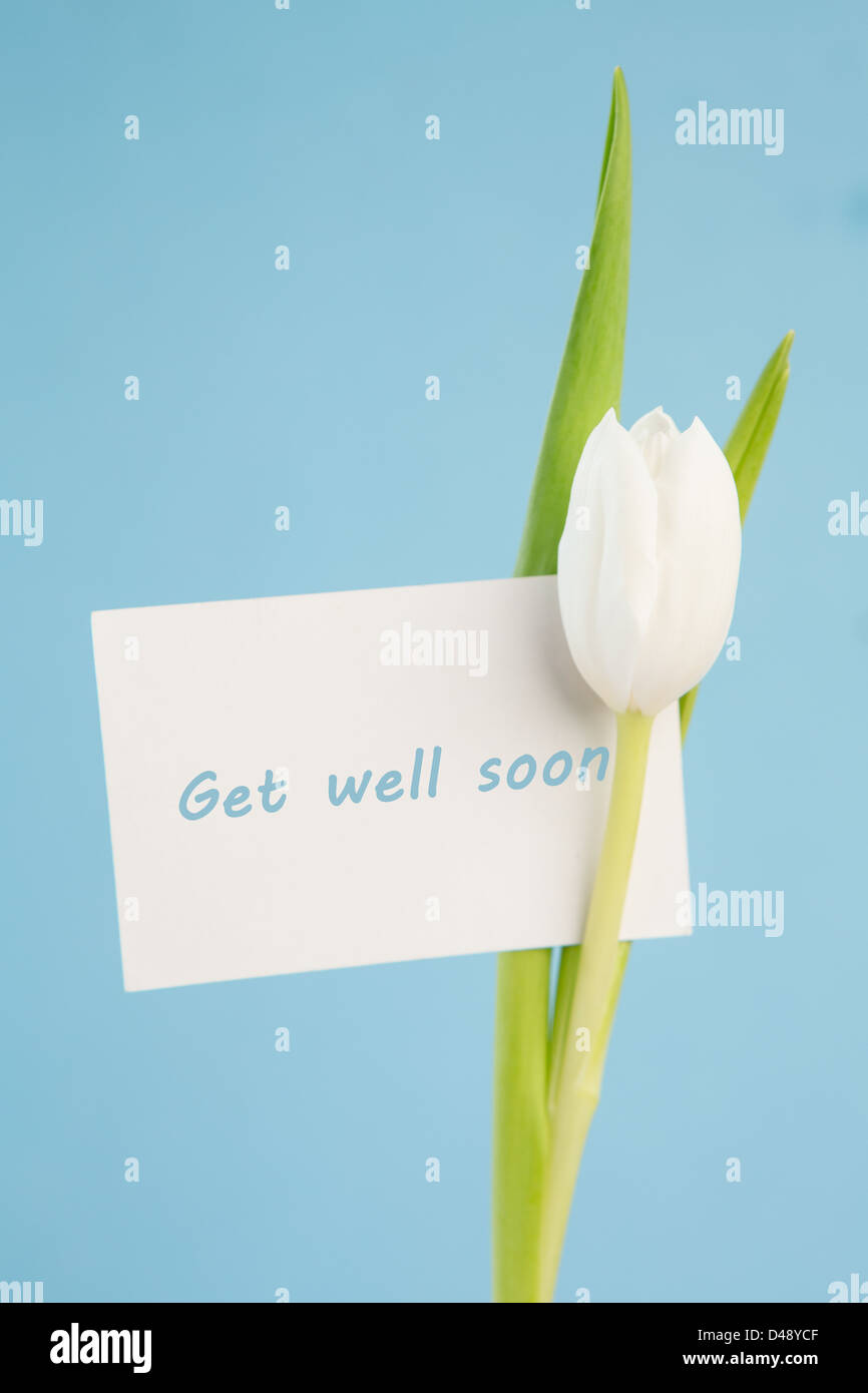 White tulip with a get well soon card on a blue background Stock Photo