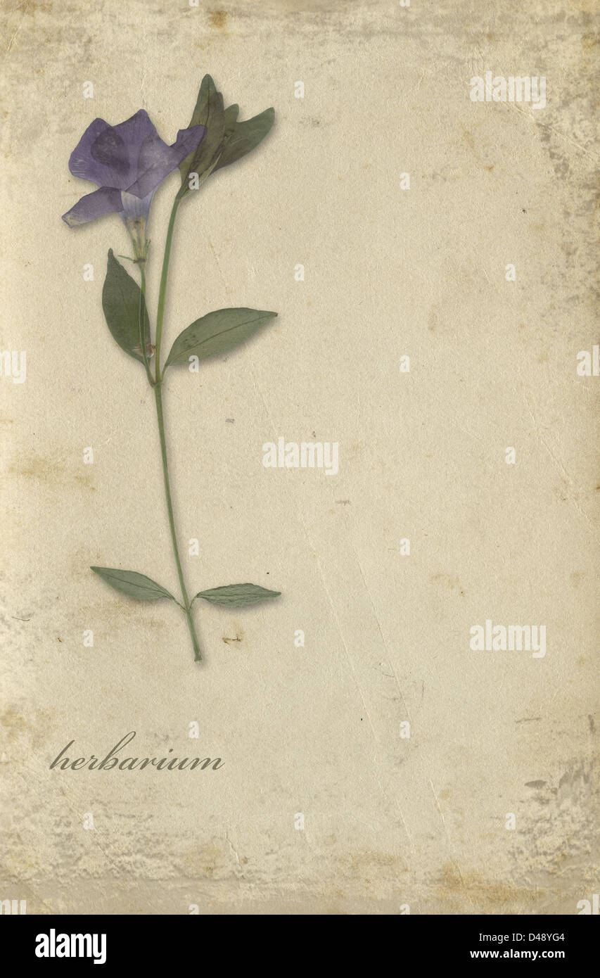Grunge background with a flower Stock Photo - Alamy